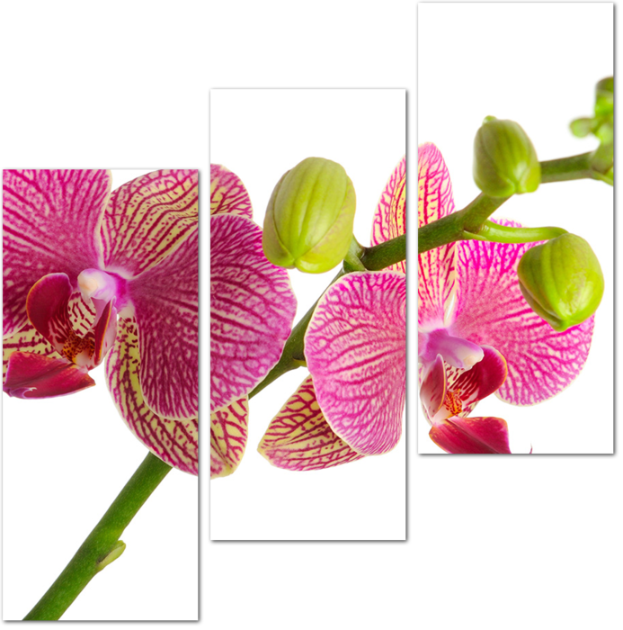 Красивая орхидея на белом фоне