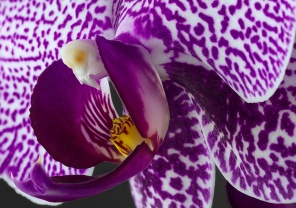 Макро орхидея