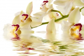 Красивая орхидея с отражением в воде