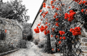 Красные розы у стен сельского дома