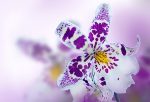 Бело-сиреневая орхидея