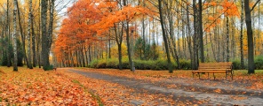 Осенний парк с красными листьями