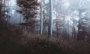 Волшебство леса