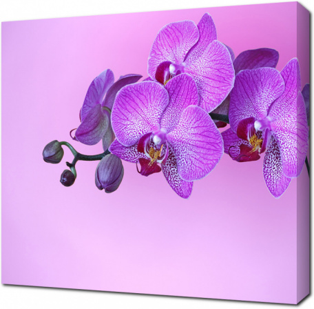 Фиолетовая орхидея на розовом фоне