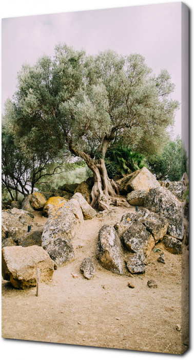 Оливковое дерево среди камней