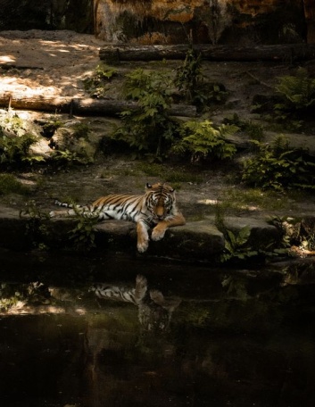 Статный тигр у воды