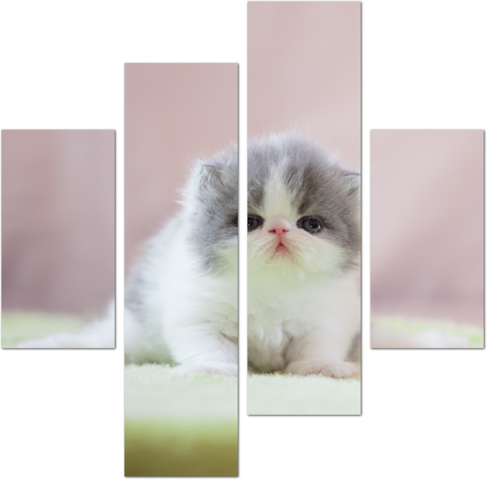 Милейший персидский котенок