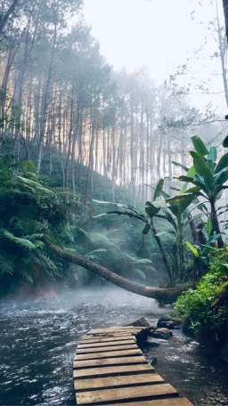 Медитация в дождливом тропическом лесу