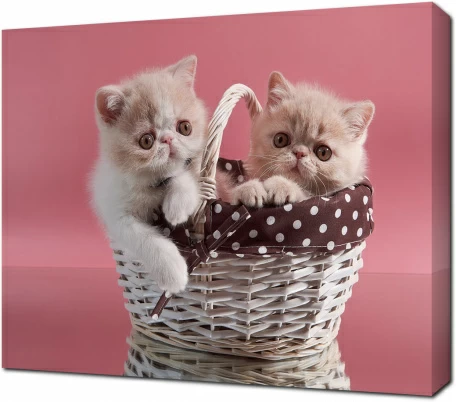 Экзоты котята