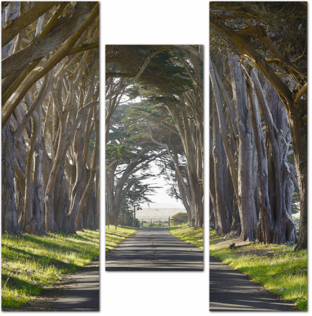 Тоннель деревьев