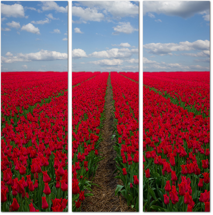 Бескрайнее поле с красными тюльпанами