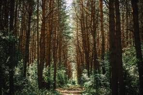 Прогулка в лесу между сосен