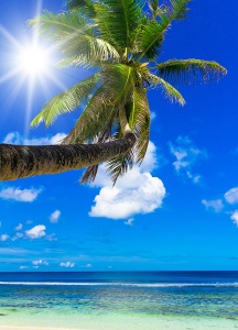 Солнечный берег. Вид на пальму