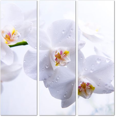 Белые орхидеи на белом фоне