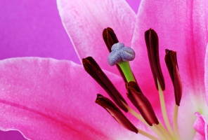Макросъемка розовой лилии