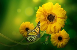 Бабочки на желтых герберах