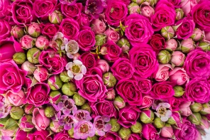 Фон с яркими розами роз