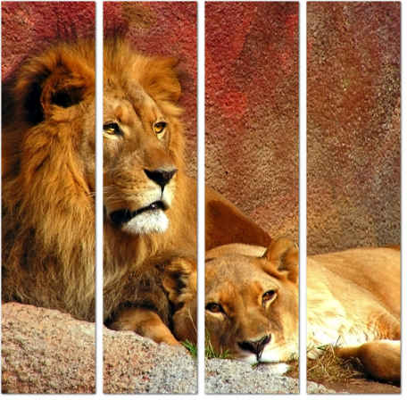 Влюбленная пара львов