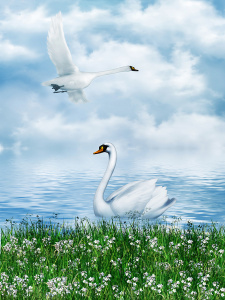 Пара лебедей в озере