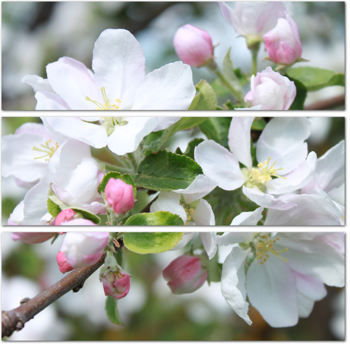 Цветы на ветке яблони