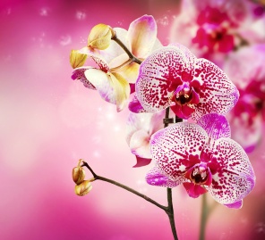 Яркие цветы орхидеи