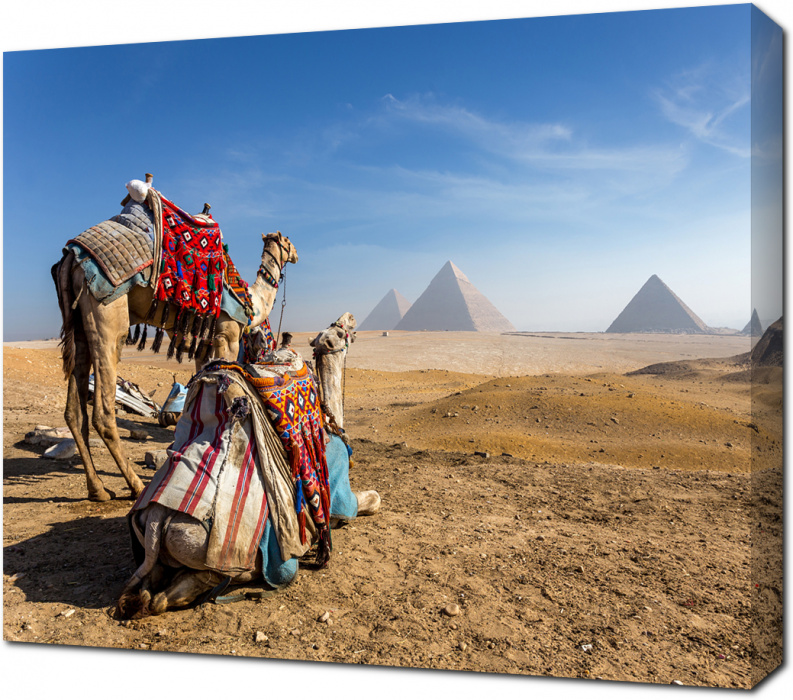 Верблюды отдыхают на фоне пирамид