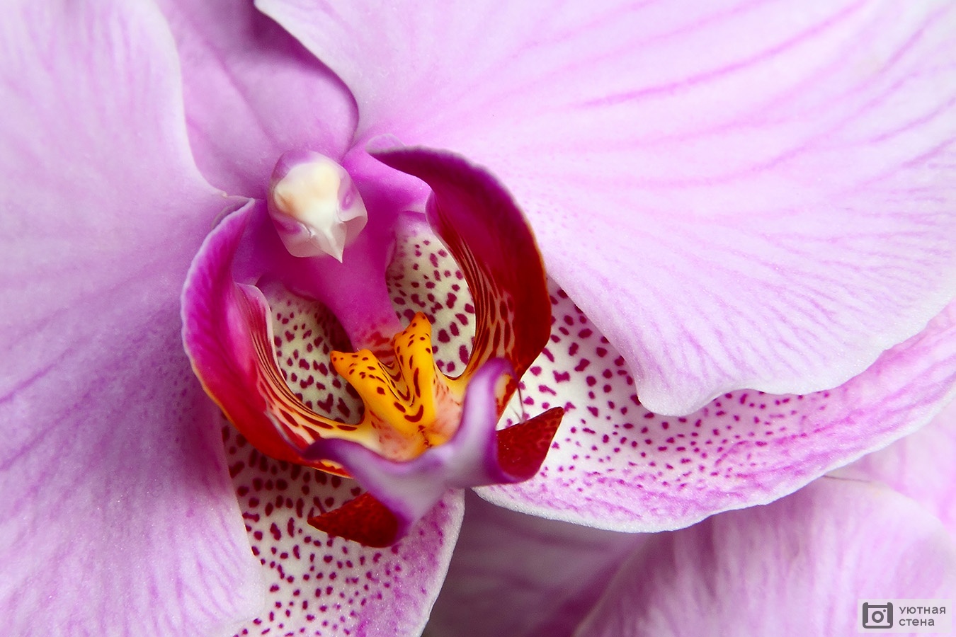 Орхидея розовая крупно