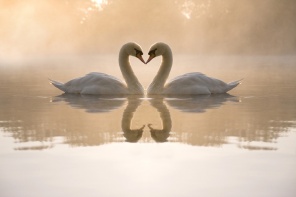 Лебеди в форме сердечка на воде