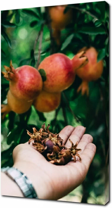 Семена граната