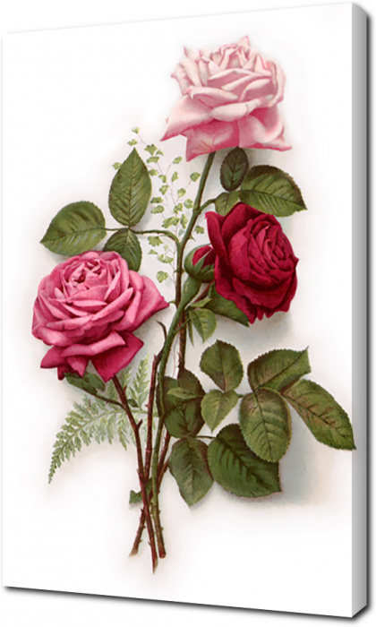 Картина на холсте Розы цветными карандашами: - Арт. 500457