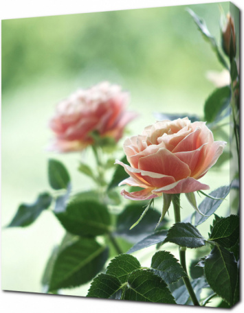 Цветки роз