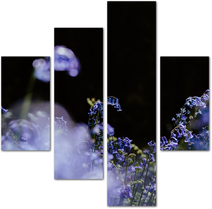 Небесно-синие цветы