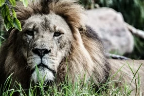 Лев в траве