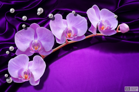 3D Орхидеями и жемчужины