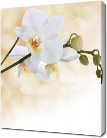 Белые орхидеи на бежевом фоне