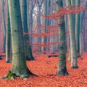 Красочная листва в осеннем лесу