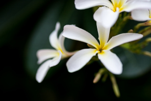 Цветок дикой орхидеи