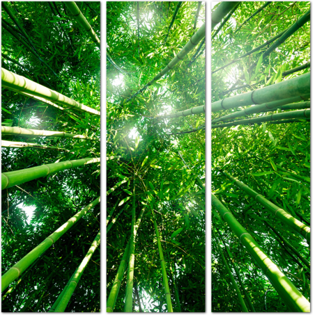 Взгляд вверх в бамбуковом лесу