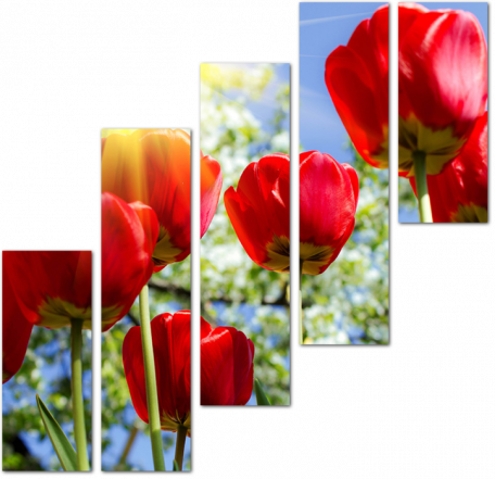Красные тюльпаны на солнце