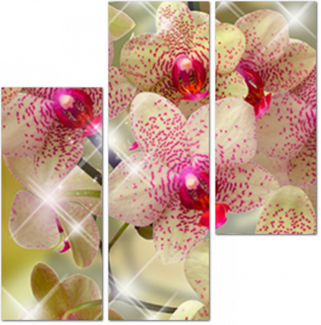 Шикарная ветка Орхидеи