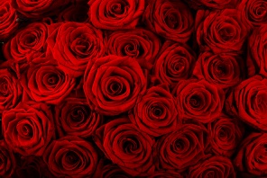 Фон из бутонов красных роз