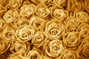 Золотые розы