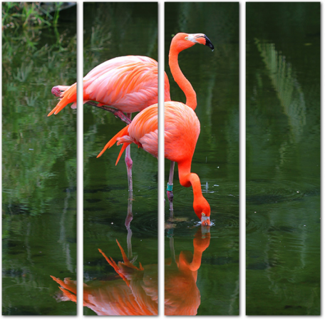 Фламинго в озере