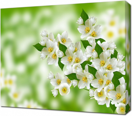 Весенний пейзаж с нежными цветками жасмина