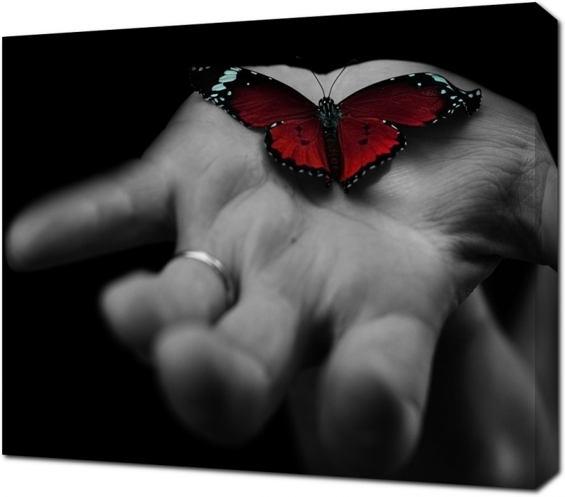 Красная бабочка на черно-белой руке