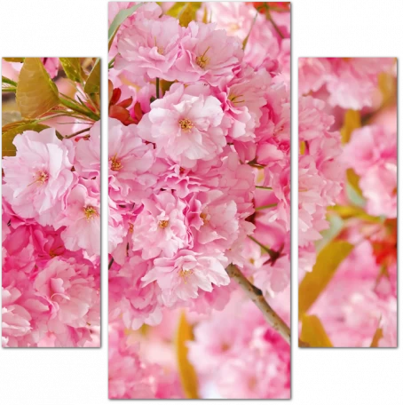 Бутоны цветов яблони