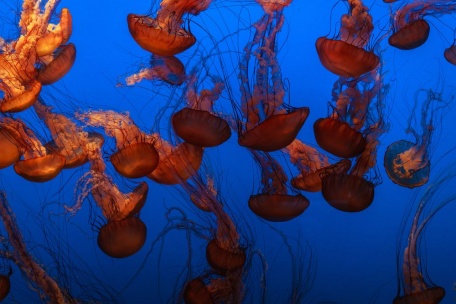 Множество ажурных медуз