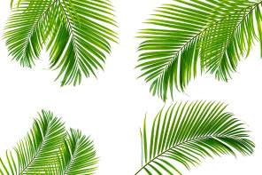 Зеленые ветви пальмы на белом фоне