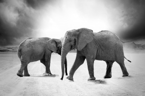 Пара слонов в Африке