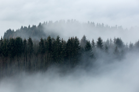 Туман укутал лес